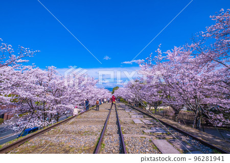 京都Kagei墨水線櫻花樹 96281941