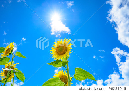 太陽和向日葵 96281946