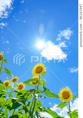 太陽和向日葵 96281947