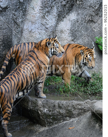 泡東北虎哥 96282015