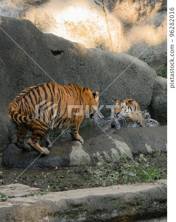 東北虎兄弟在水中 96282016