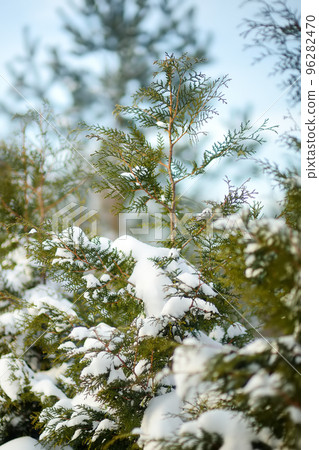 Tuya bushes covered with snow on the background of blue sky Tuya bushes covered with snow on the background of blue sky 96282470