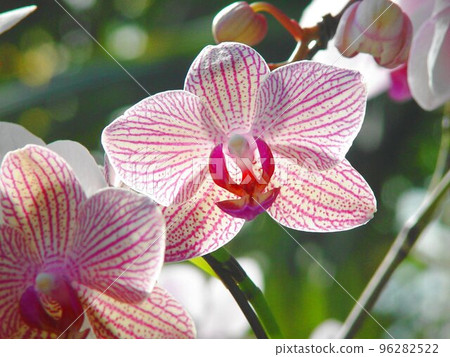 Beautiful pink Phalaenopsis Orchid (May) Phalaenopsis (Phalaenopsis) 17H4.3 96282522