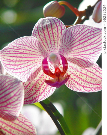 Beautiful pink Phalaenopsis Orchid (May) Phalaenopsis (Phalaenopsis) 17V3.4 96282524