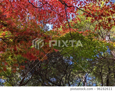 賞紅葉 21 96282611