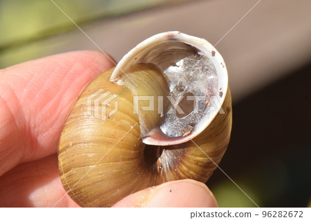 snail in hibernation snail in hibernation 96282672