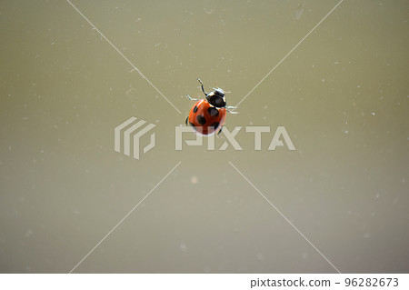 ladybug stuck to glass 96282673