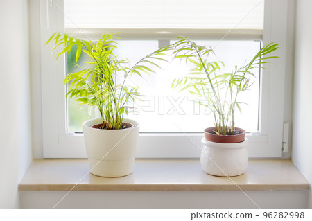 Home plants hamedorea or Areca palm in white pots on the windowsill. Home plants care. Houseplants in design of interiors. 96282998