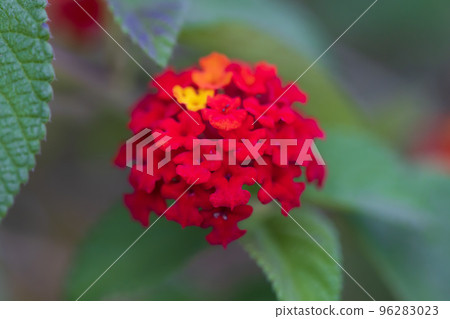 馬纓丹 0011 馬纓丹 0011 96283023