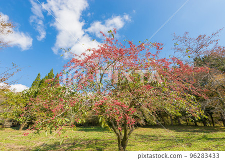 Mayumi tree in Kuju Plateau (Kuju Plateau, Taketa City, Oita Prefecture) 96283433