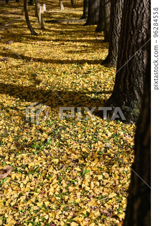 Autumn leaves Autumn leaves 96284558