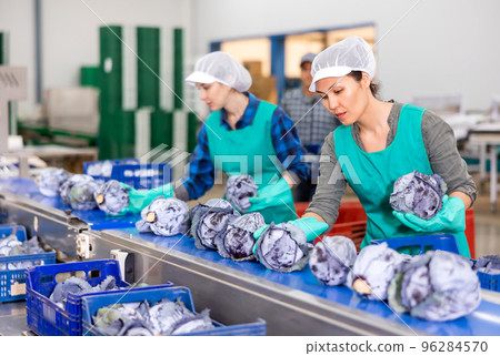 Women standing at conveyor and sorting red cabbage 96284570