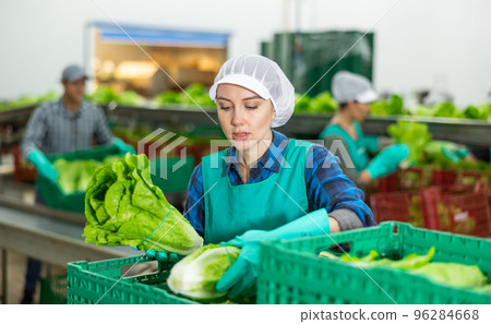 Young workwoman arranging lettuce in boxes on sorting line 96284668
