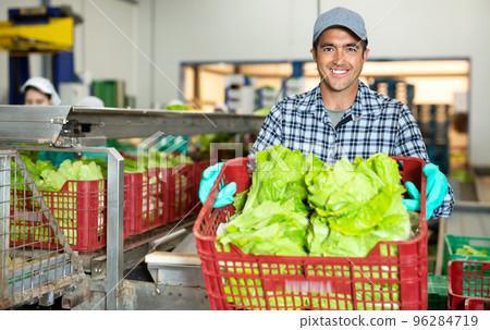 Man working on sorting line at vegetable warehouse, stacking boxes with selected lettuce 96284719