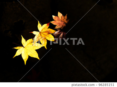 Autumn leaves falling on the pond Autumn leaves falling on the pond 96285151