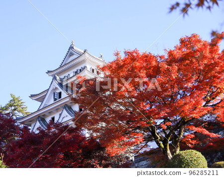 Autumn leaves of Gujo Hachiman Castle Autumn leaves of Gujo Hachiman Castle 96285211