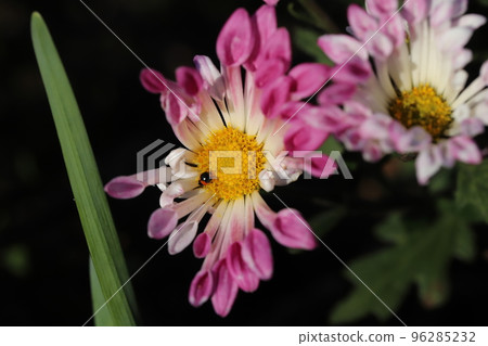 A very small ladybird perched on a pink spray chrysanthemum flower in an autumn garden in Japan 96285232