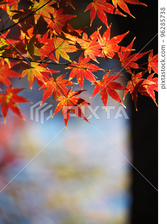 秋天的葉子燒成紅色 秋天的葉子燒成紅色 96285738