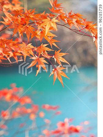 一對夫婦遊覽毘沙門池,欣賞秋日紅葉。 一對夫婦遊覽毘沙門池,欣賞秋日紅葉。 96285739