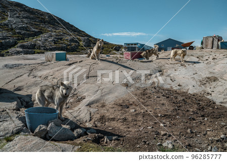 Greenland travel scene. Greenlandic sled dogs resting by shed during summer inactive before winter. Many doc packs and pup roaming on landscape. Arctic scenery landscape 96285777
