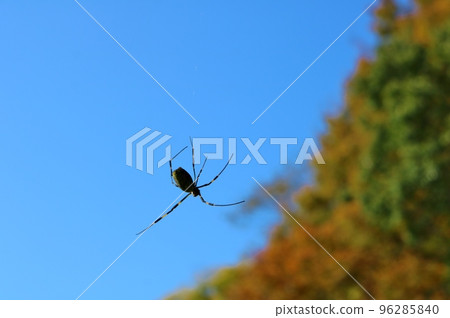Autumn leaves and spiders Refreshing blue sky Autumn leaves and spiders Refreshing blue sky 96285840