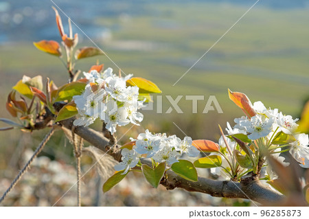 Nijisseiki梨花（鳥取縣百合濱市） 96285873