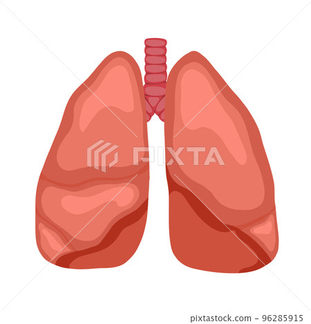 Anatomical vector illustration of human lungs isolated from background. Cartoon human body organ. Vector element Anatomical vector illustration of human lungs isolated from background. Cartoon human body organ. Vector element 96285915