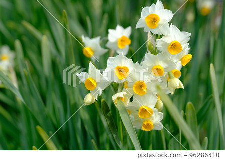 水仙花花 96286310
