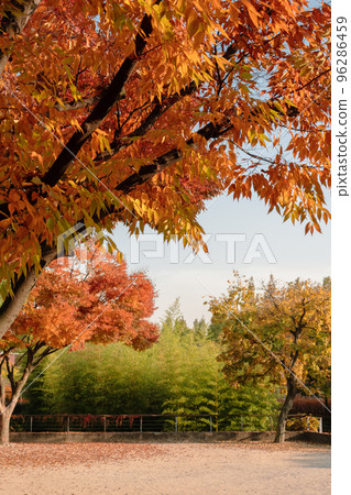 Autumn of Seonyudo Park in Seoul, Korea Autumn of Seonyudo Park in Seoul, Korea 96286459