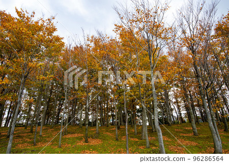 有秋葉的路邊樹森林 96286564