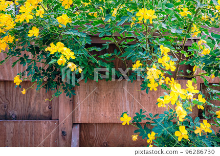 Yellow flowers and wood background/natural image 96286730