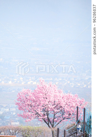 Peach tree, girl and cityscape 96286837