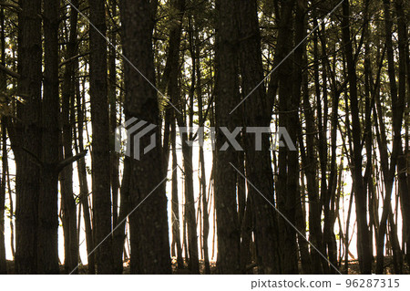 西海泰安海濱路路線6 海松林剪影 96287315