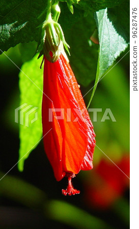 紅花熱帶植物（11月）宇奈月姬芙蓉09V9.16 96287476