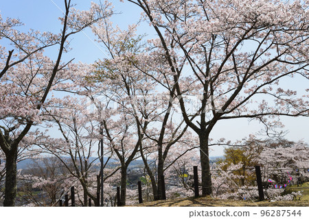 We went to see the cherry blossoms at Nishiyama Park #74 We went to see the cherry blossoms at Nishiyama Park #74 96287544