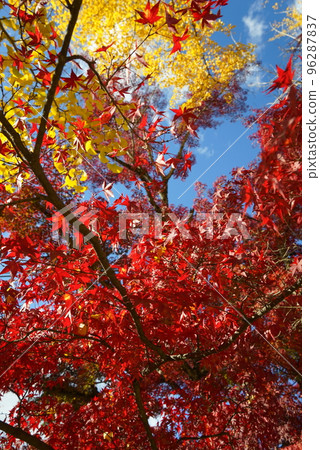 Bright red maple and yellow ginkgo Bright red maple and yellow ginkgo 96287837