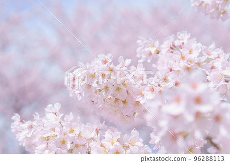 Background of cherry blossoms in full bloom Background of cherry blossoms in full bloom 96288113