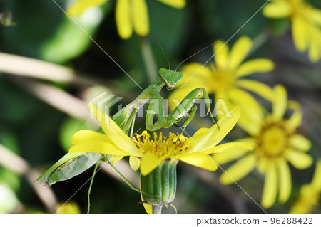石款斗菜花和螳螂 石款斗菜花和螳螂 96288422
