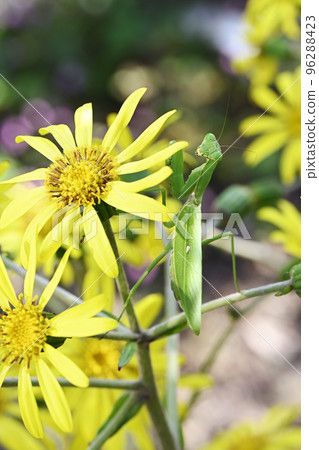 石款斗菜花和螳螂 石款斗菜花和螳螂 96288423