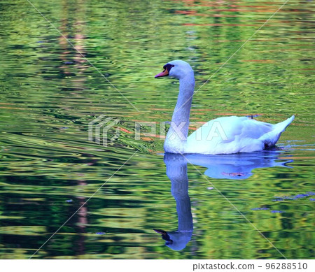 Elegant Swan Elegant Swan 96288510