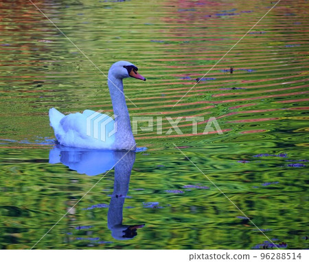 Elegant Swan 96288514