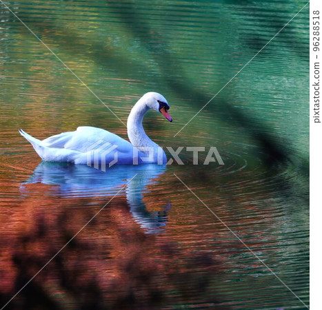 優雅的天鵝 96288518