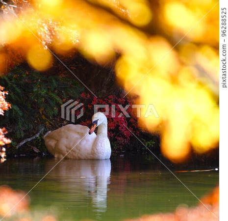 Autumn leaves scenery and swans 96288525