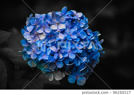 Kanagawa Prefecture Kamakura Hydrangea 96288527