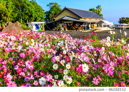 Ariakenomori Flower Park Cosmos [長崎縣島原市] 96288532
