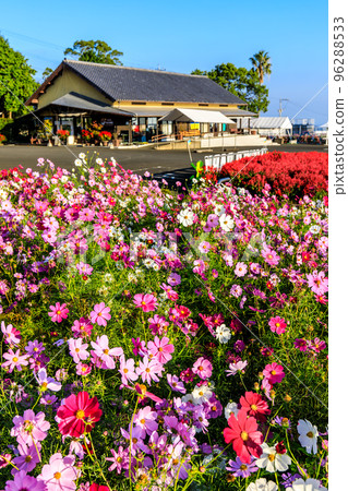 Ariakenomori Flower Park Cosmos [長崎縣島原市] 96288533