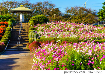 Ariakenomori Flower Park Cosmos [長崎縣島原市] 96288545