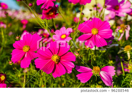 Ariakenomori Flower Park Cosmos [長崎縣島原市] 96288546