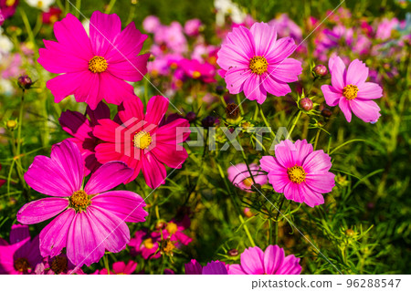 Ariakenomori Flower Park Cosmos [長崎縣島原市] 96288547