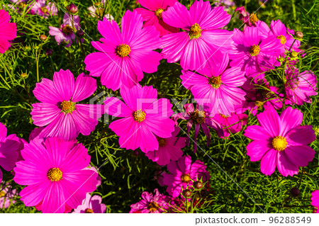 Ariakenomori Flower Park Cosmos [長崎縣島原市] 96288549